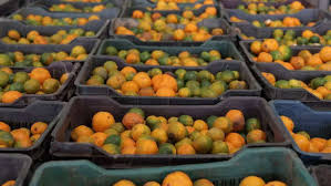 Asia largest orange plant